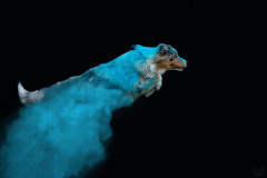 aura-4